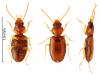Tachys micros